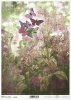  twarz kobiety, rośliny, oregano* female face, plants, oregano* weibliches Gesicht, Pflanzen, Oregano* rostro femenino, plantas, orégano